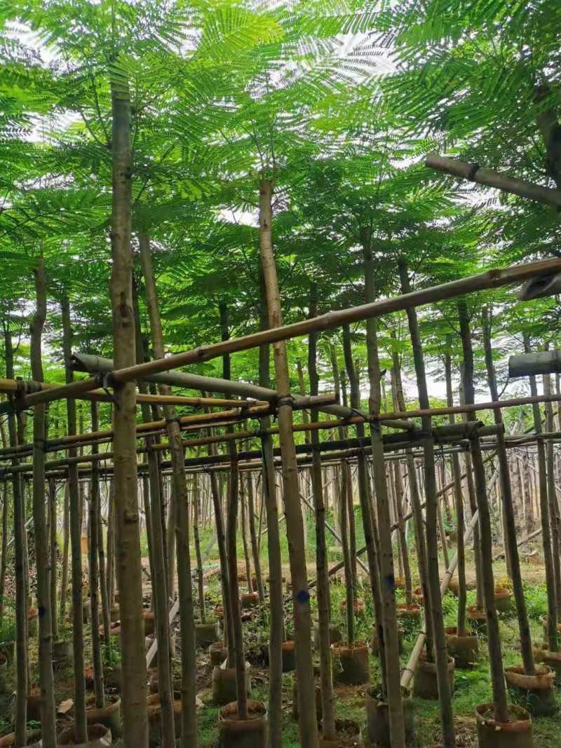 广东凤凰木移植袋苗，各种规格，产地直供，量大从优