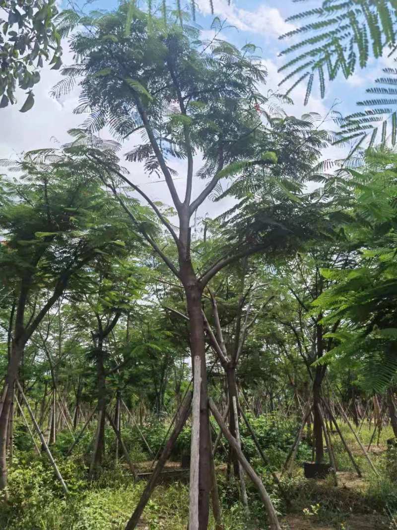 广东凤凰木移植袋苗，各种规格，产地直供，量大从优