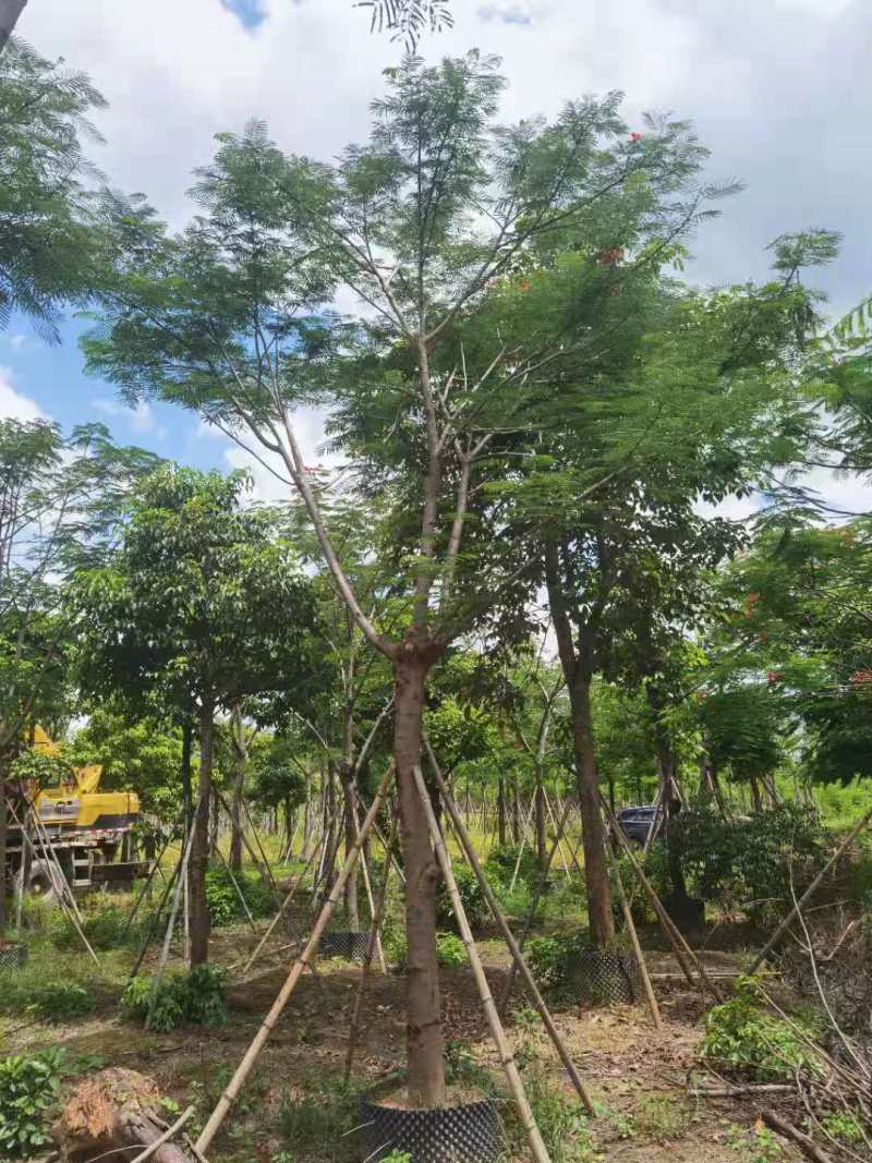 广东凤凰木移植袋苗，各种规格，产地直供，量大从优