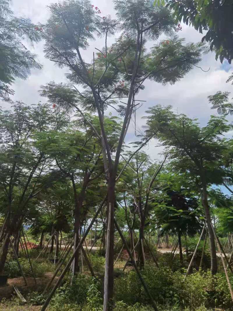 广东凤凰木移植袋苗，各种规格，产地直供，量大从优