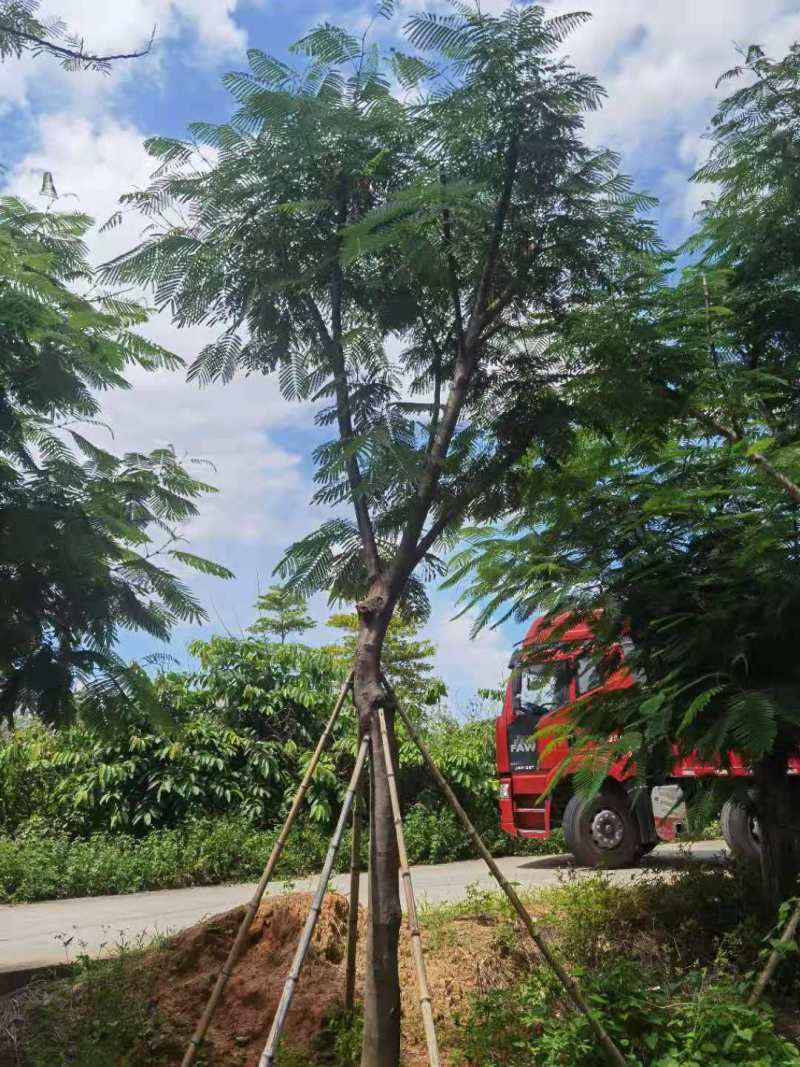 广东凤凰木移植袋苗，各种规格，产地直供，量大从优