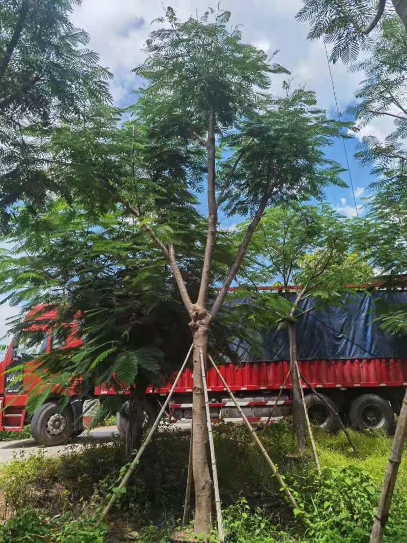 广东凤凰木移植袋苗，各种规格，产地直供，量大从优