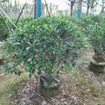 广东普宁1-2.5米石楠球，基地直供，量大从优，品质好