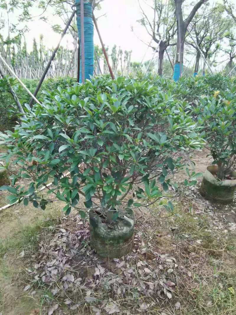 广东普宁1-2.5米石楠球，基地直供，量大从优，品质好
