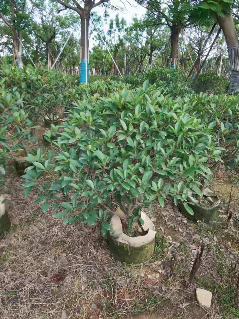 广东普宁1-2.5米石楠球，基地直供，量大从优，品质好