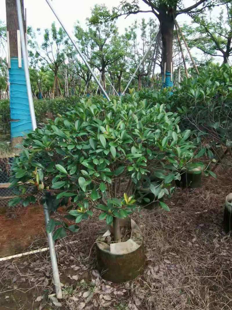 广东普宁1-2.5米石楠球，基地直供，量大从优，品质好