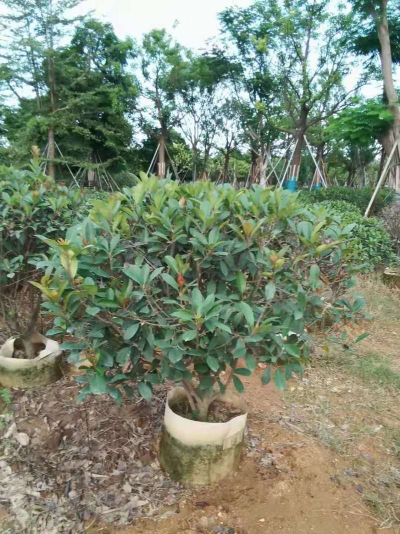 广东普宁1-2.5米石楠球，基地直供，量大从优，品质好