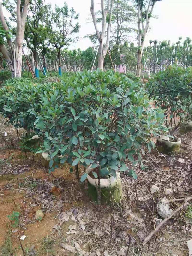 广东普宁1-2.5米石楠球，基地直供，量大从优，品质好