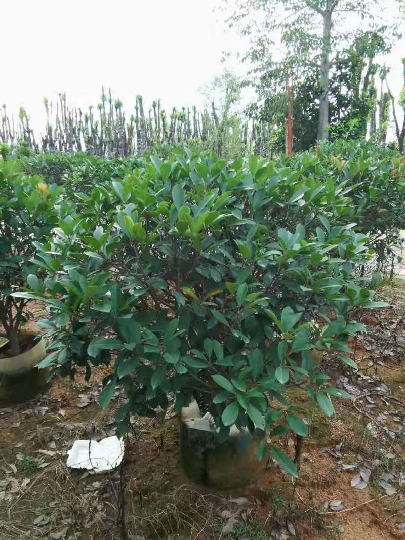 广东普宁1-2.5米石楠球，基地直供，量大从优，品质好