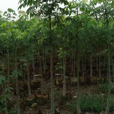 广东木棉树，美丽异木棉，种植基地，量大从优，保质保量