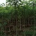 广东木棉树，美丽异木棉，种植基地，量大从优，保质保量