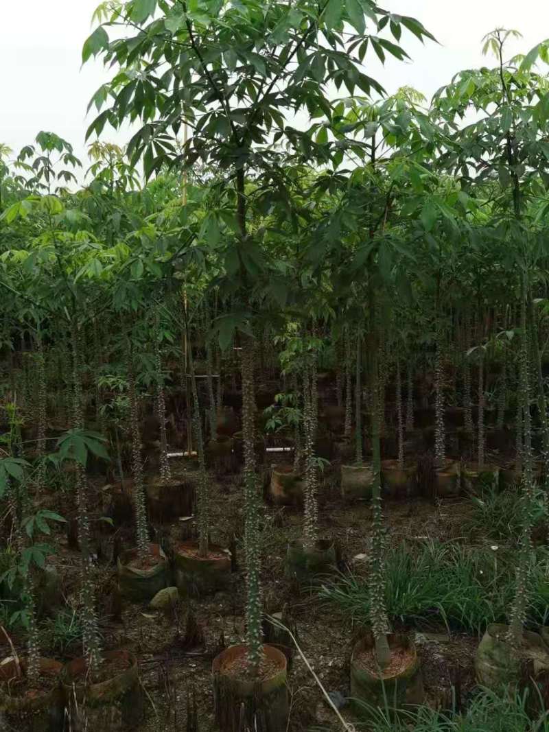 广东木棉树，美丽异木棉，种植基地，量大从优，保质保量