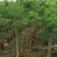 广东木棉树，美丽异木棉，种植基地，量大从优，保质保量