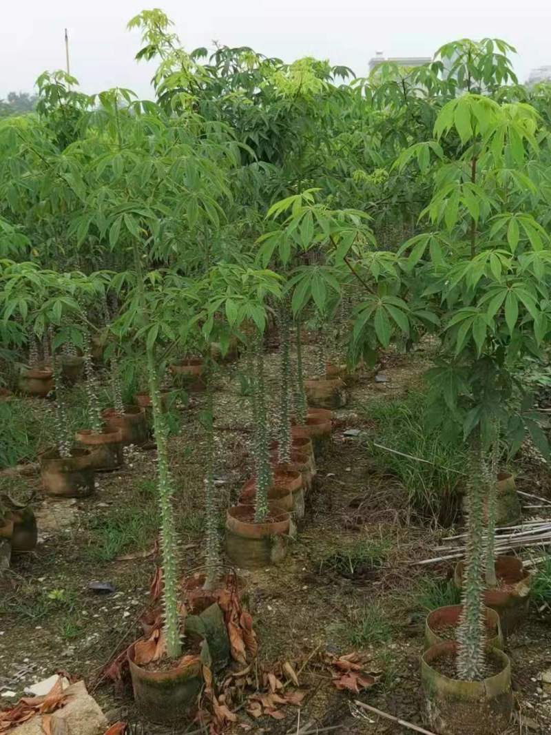 广东木棉树，美丽异木棉，种植基地，量大从优，保质保量