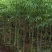 广东木棉树，美丽异木棉，种植基地，量大从优，保质保量