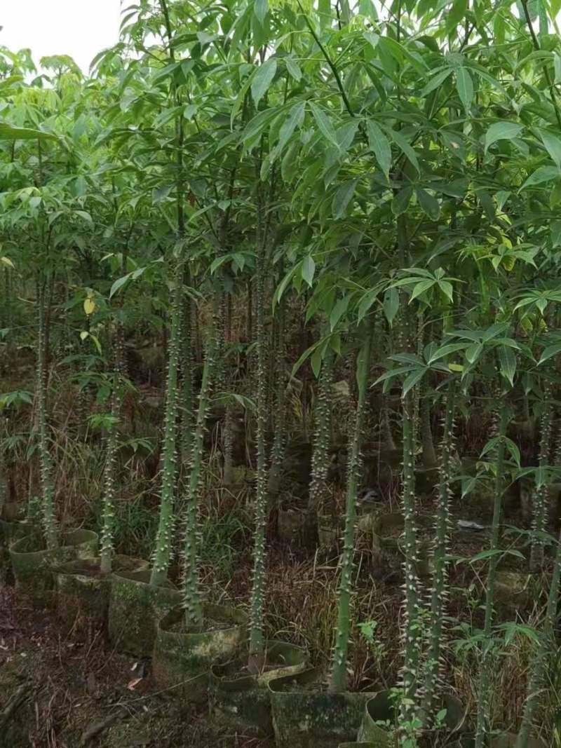 广东木棉树，美丽异木棉，种植基地，量大从优，保质保量