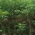 广东木棉树，美丽异木棉，种植基地，量大从优，保质保量