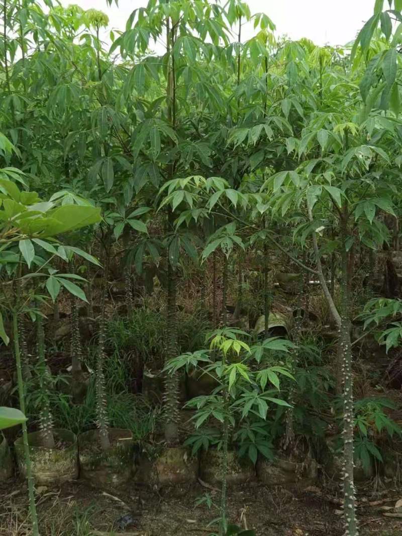 广东木棉树，美丽异木棉，种植基地，量大从优，保质保量