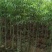 广东木棉树，美丽异木棉，种植基地，量大从优，保质保量