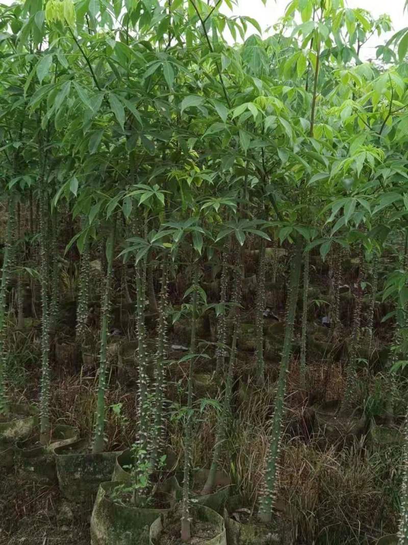 广东木棉树，美丽异木棉，种植基地，量大从优，保质保量