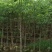 广东木棉树，美丽异木棉，种植基地，量大从优，保质保量