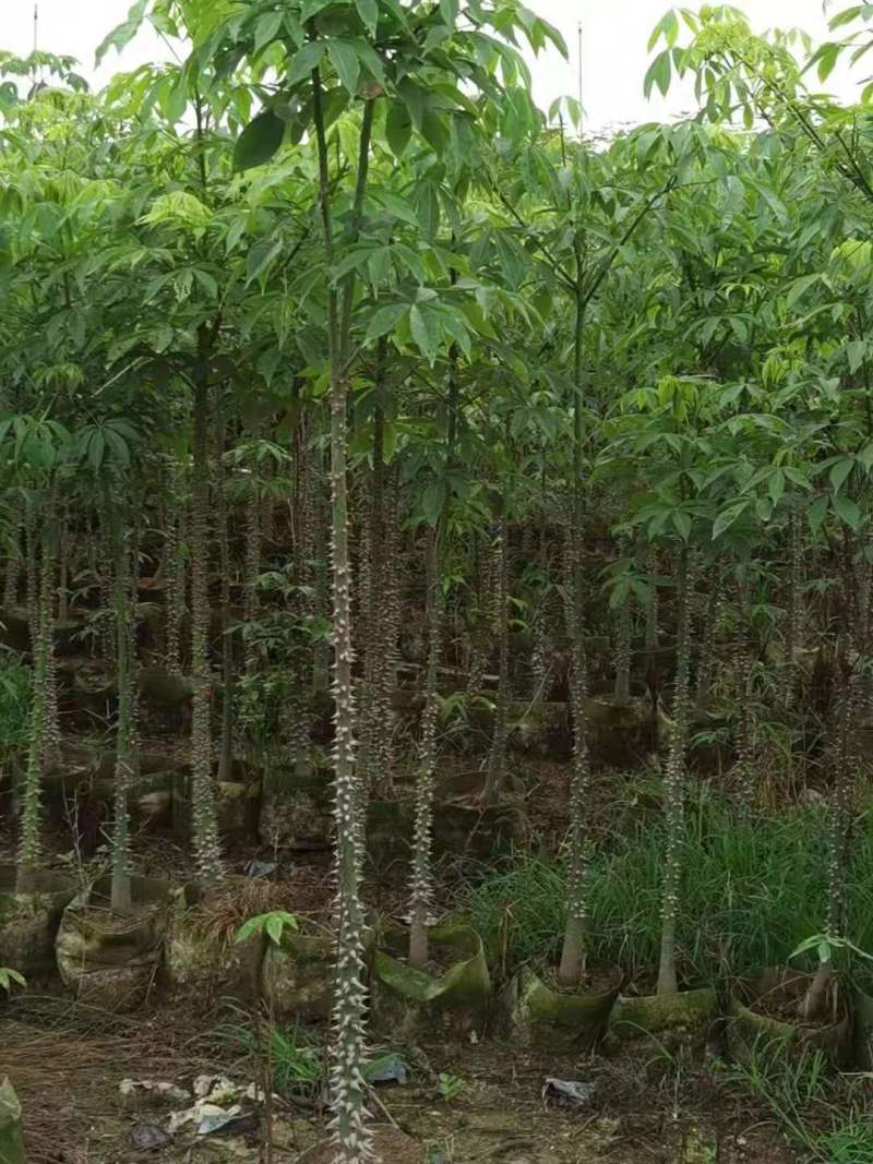 广东木棉树，美丽异木棉，种植基地，量大从优，保质保量