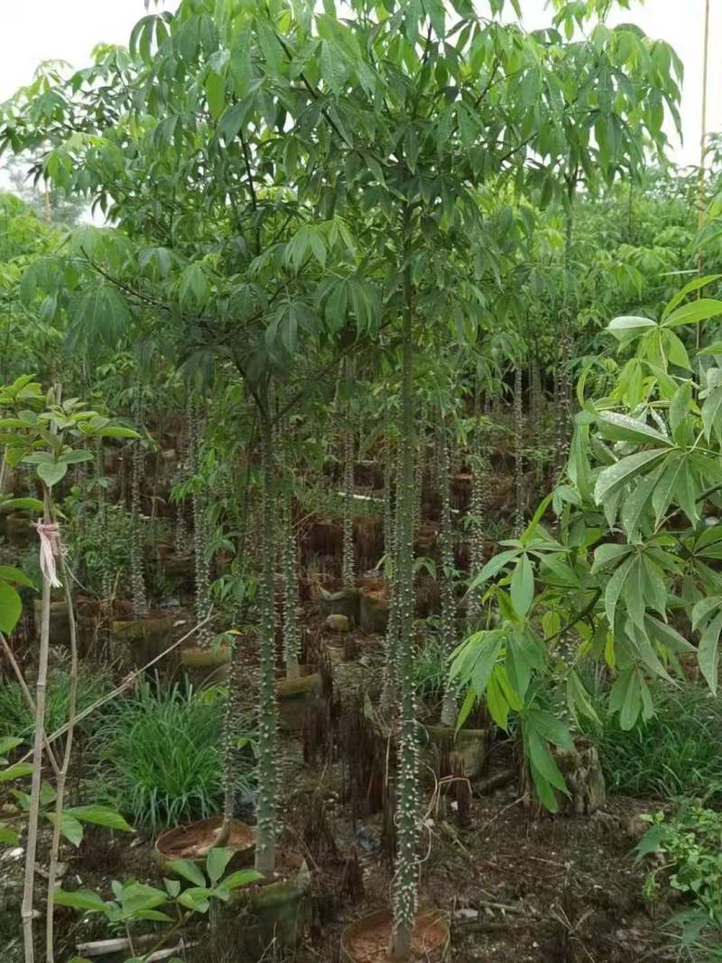 广东木棉树，美丽异木棉，种植基地，量大从优，保质保量