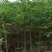 广东木棉树，美丽异木棉，种植基地，量大从优，保质保量