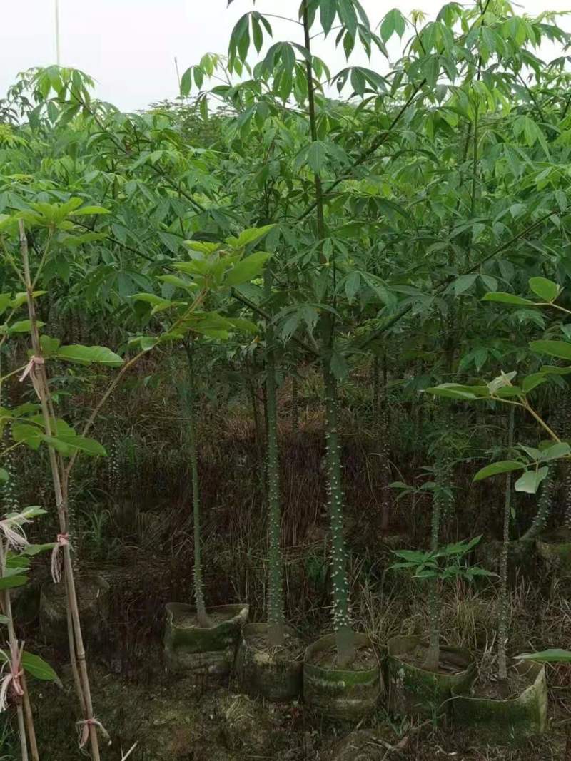 广东木棉树，美丽异木棉，种植基地，量大从优，保质保量