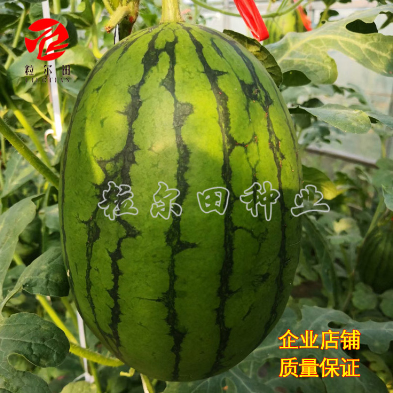 橙秀西瓜种子200粒果肉嫩黄口感爽脆黄瓤小西瓜种子