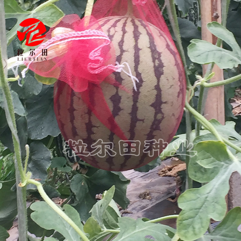 橙秀西瓜种子200粒果肉嫩黄口感爽脆黄瓤小西瓜种子