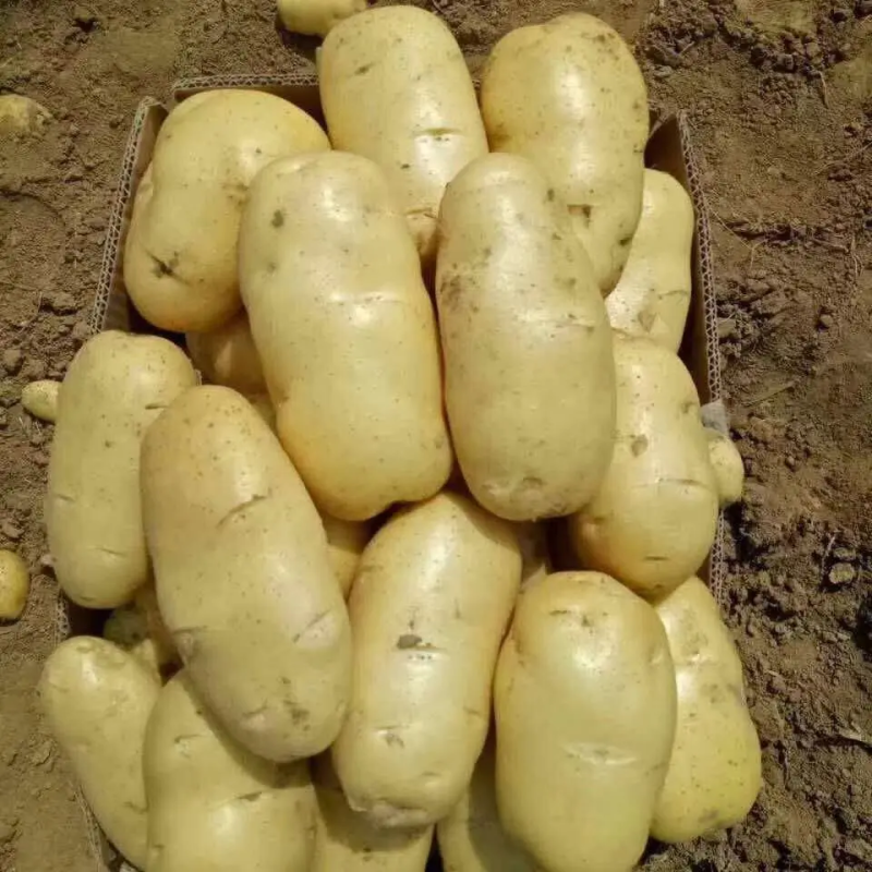 精品荷兰十五土豆黄皮黄心，全国发货，质量保证，量大从优
