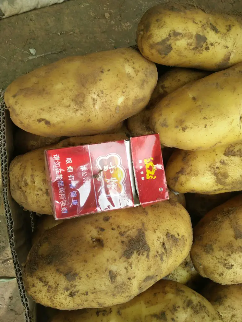 精品荷兰十五土豆黄皮黄心，全国发货，质量保证，量大从优