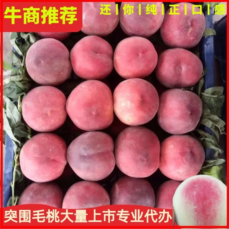 毛桃，突围桃红梅桃春雪桃大量上市，颜色全红，个头大口感甜