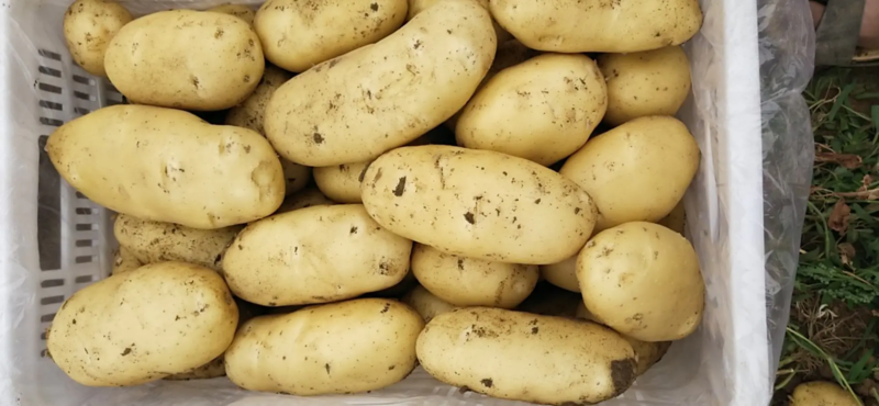 精品荷兰十五土豆黄皮黄心价格优惠量大质优
