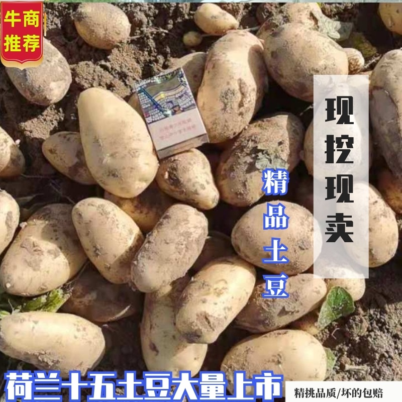 河南黄心土豆荷兰十五，精品土豆，一手货源欢迎咨询