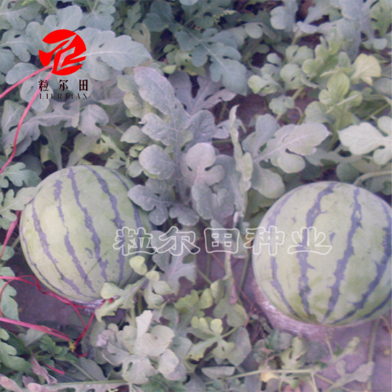 粒尔田华美西瓜种子大果型京欣类西瓜大红瓤