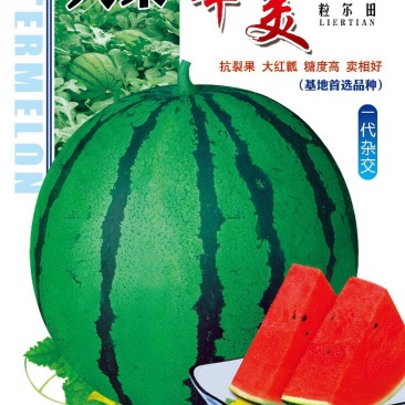 粒尔田华美西瓜种子大果型京欣类西瓜大红瓤