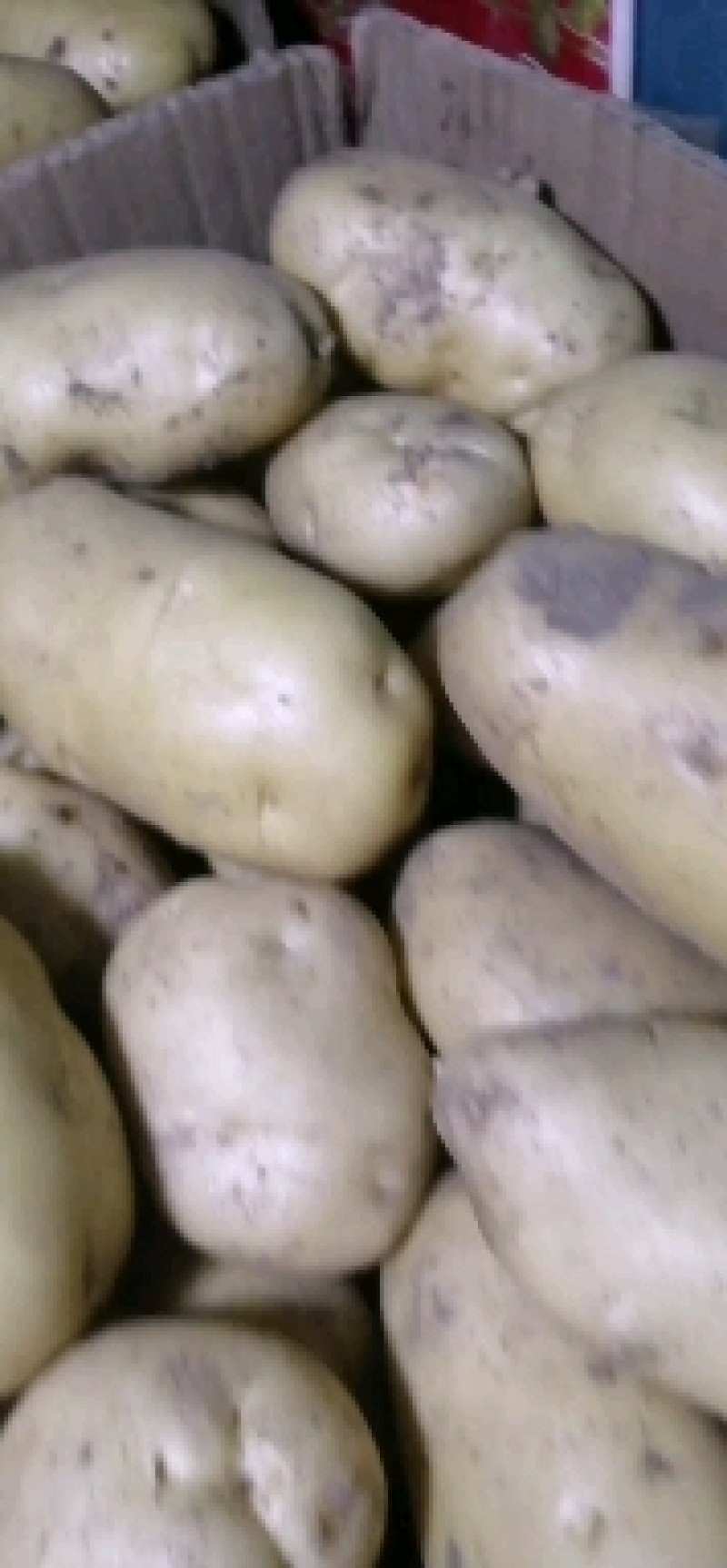 山东土豆荷兰十五大量上市产地直发商超市场欢迎来电订购
