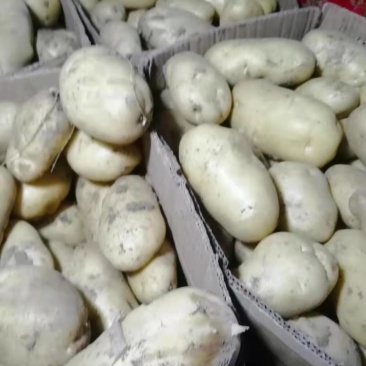 山东土豆荷兰十五大量上市产地直发商超市场欢迎来电订购