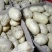 山东土豆荷兰十五大量上市产地直发商超市场欢迎来电订购