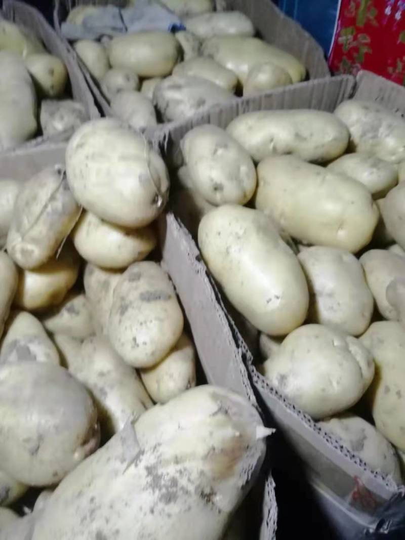 山东土豆荷兰十五大量上市产地直发商超市场欢迎来电订购