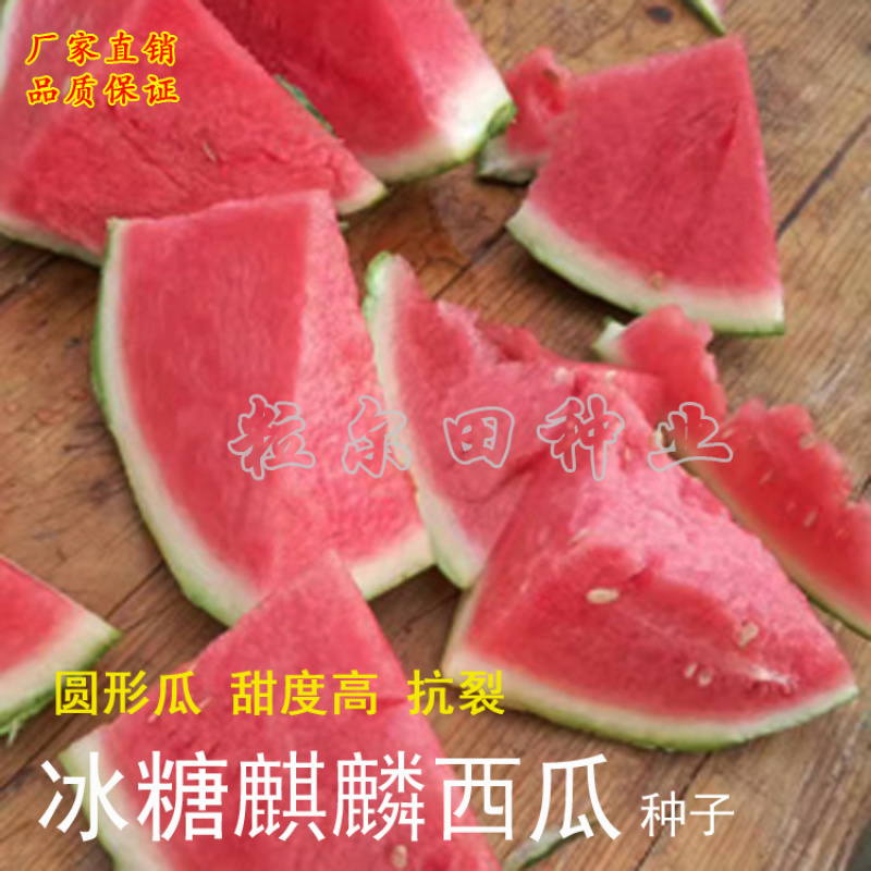 粒尔田冰糖麒麟冰糖麒麟西瓜种子瓤色鲜红瓤脆甜