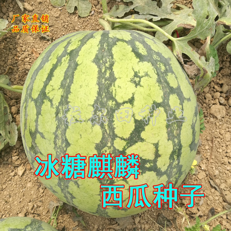 粒尔田冰糖麒麟冰糖麒麟西瓜种子瓤色鲜红瓤脆甜