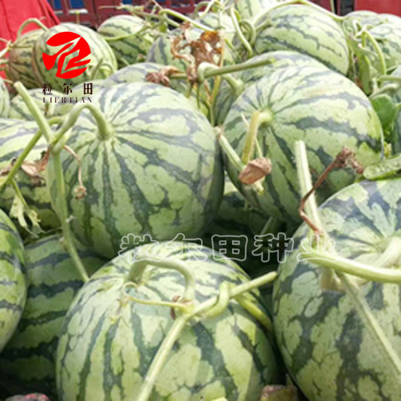 粒尔田冰糖麒麟冰糖麒麟西瓜种子瓤色鲜红瓤脆甜