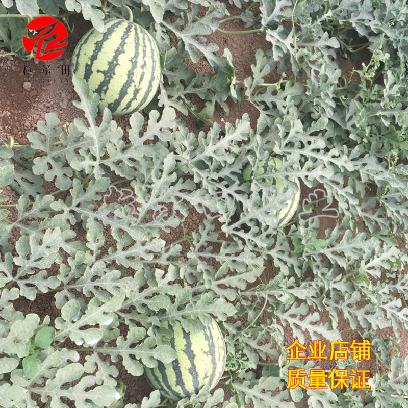 粒尔田锦绣美都西瓜种籽麒麟西瓜种子品质好大面积种植