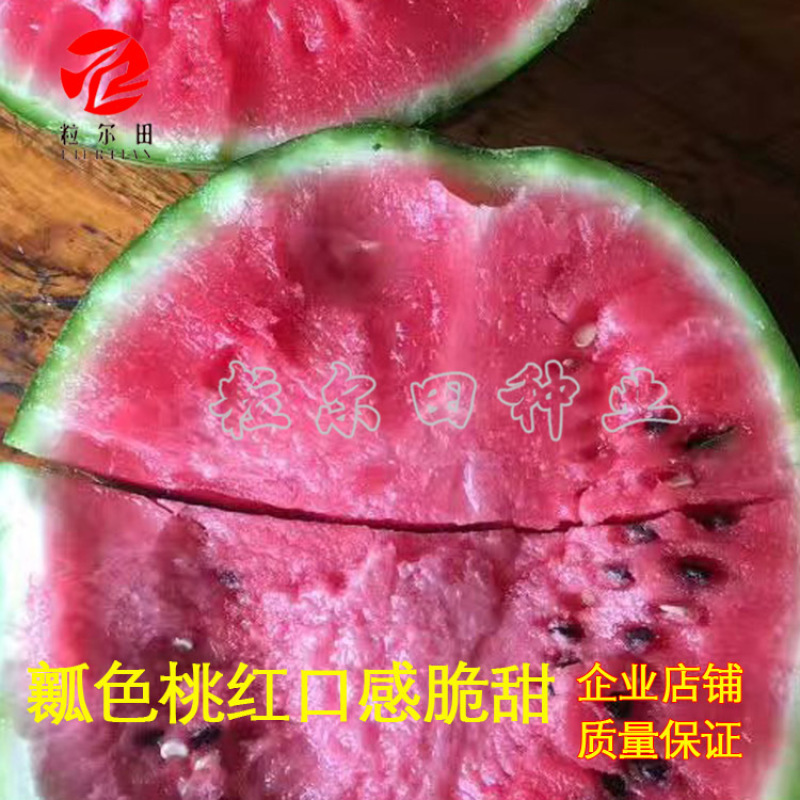 粒尔田锦绣美都西瓜种籽麒麟西瓜种子品质好大面积种植