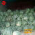 粒尔田锦绣美都西瓜种籽麒麟西瓜种子品质好大面积种植