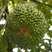 马来西亚老树黑刺榴莲D200鲜果净重20斤4-6头双A果