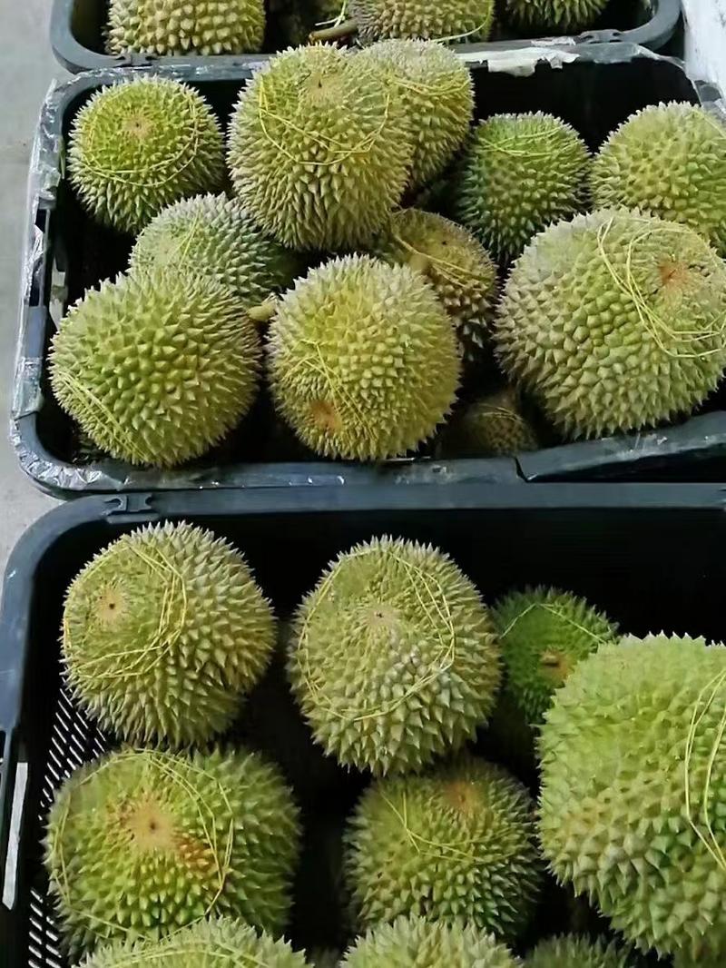 马来西亚老树黑刺榴莲D200鲜果净重20斤4-6头双A果